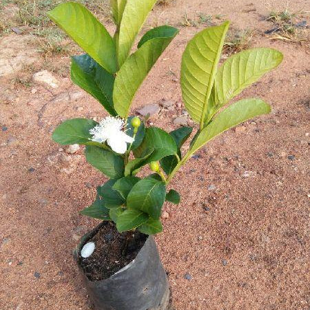 Amrude (Guava) Plant in 4 Inch Nursery Bag