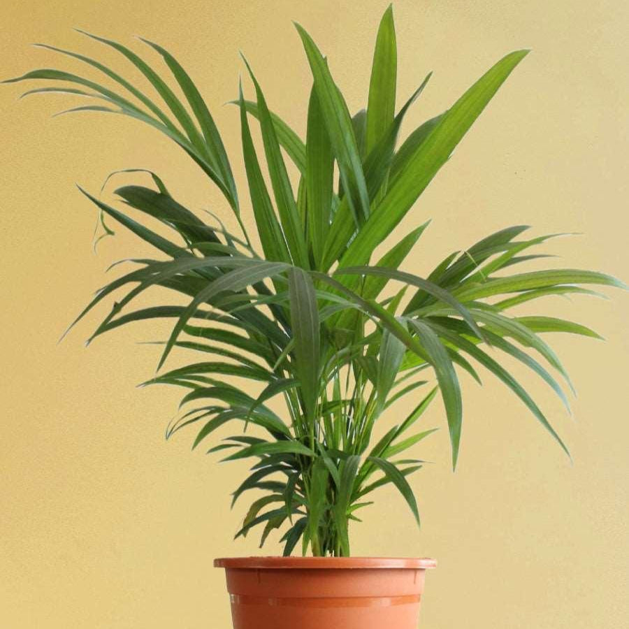 Arika Palm Plant