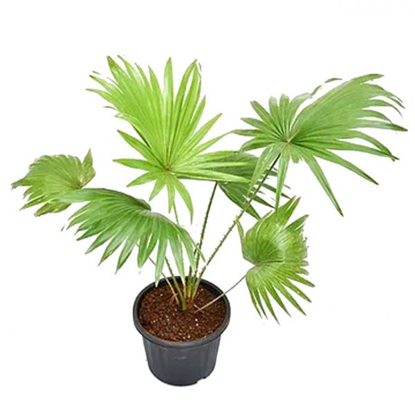China Palm/Fan Palm