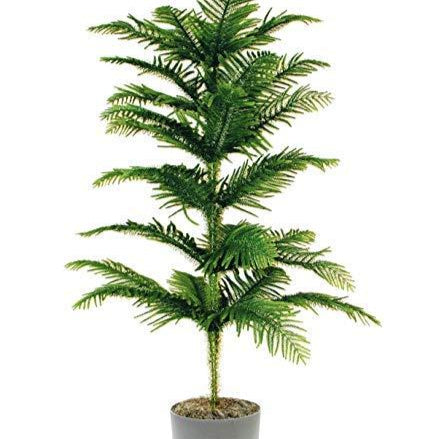 Christmas Tree (Araucaria)