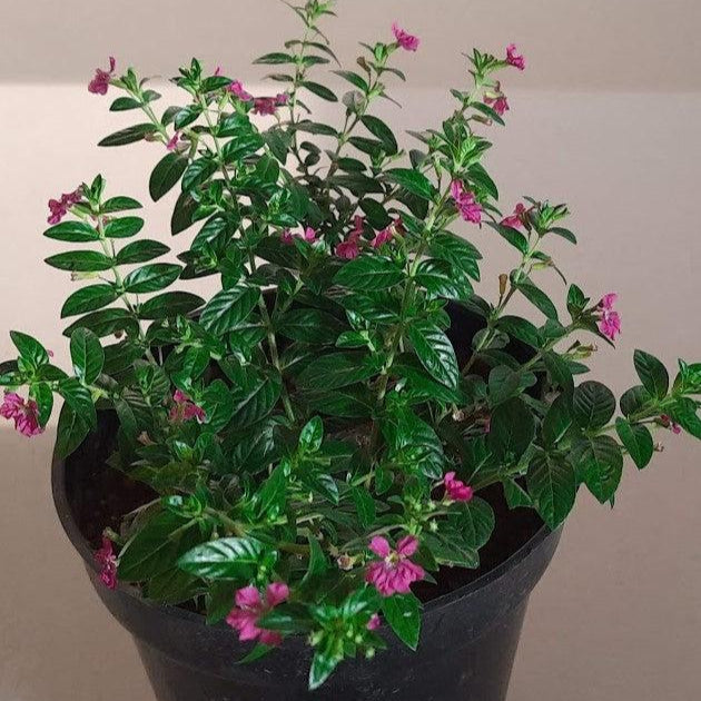 Cuphea Plant (in 6-Inch Nursery Bag)