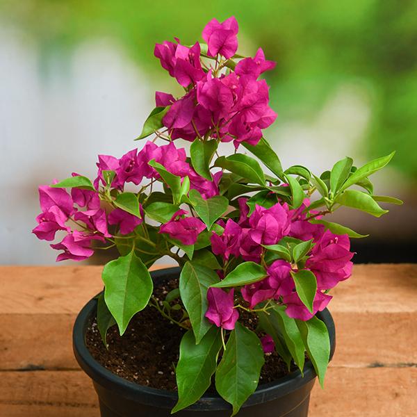 Desi bougainvillea