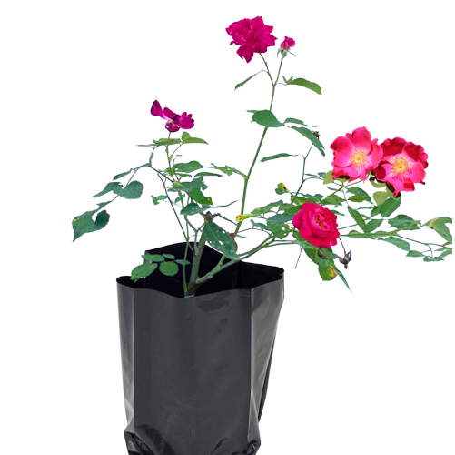 Desi Rose (in 6 Inch Nursery Bag)