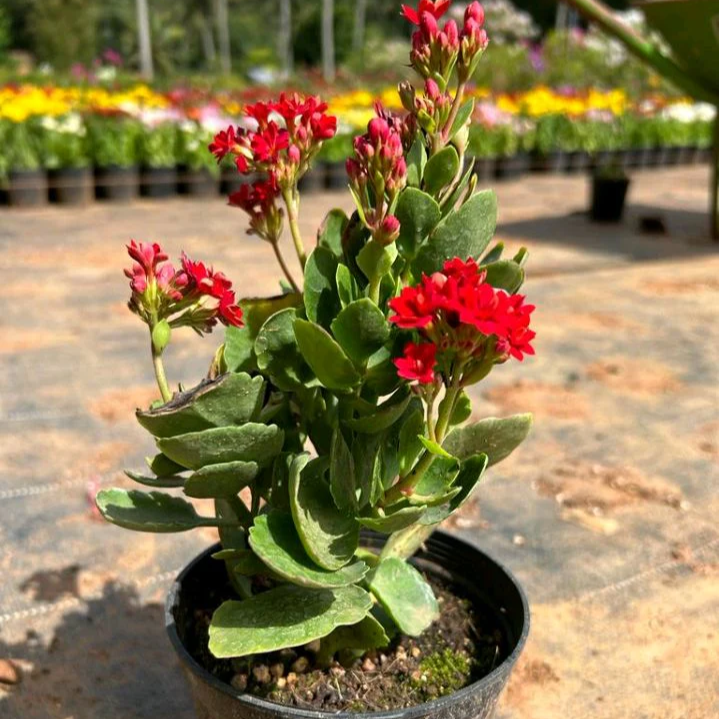 Kalanchoe Plant in 6 Inch Nursery Pot