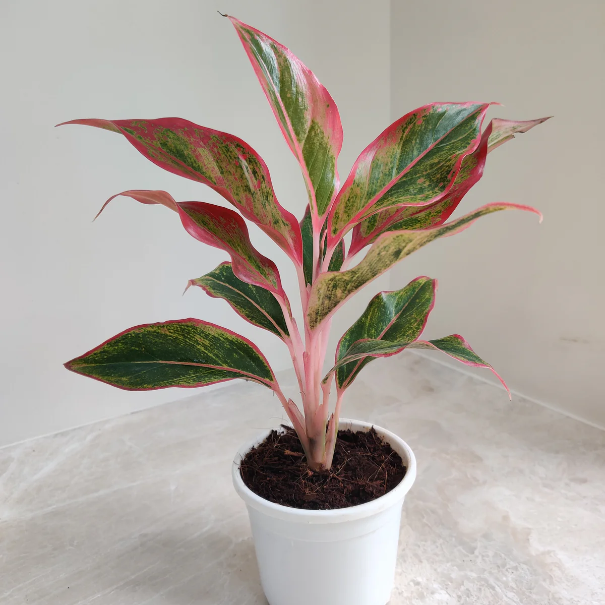 Lipstick Aglaonema