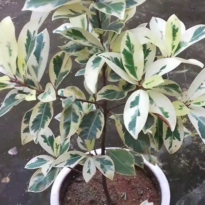 Safari Ficus Plant(Yellow)
