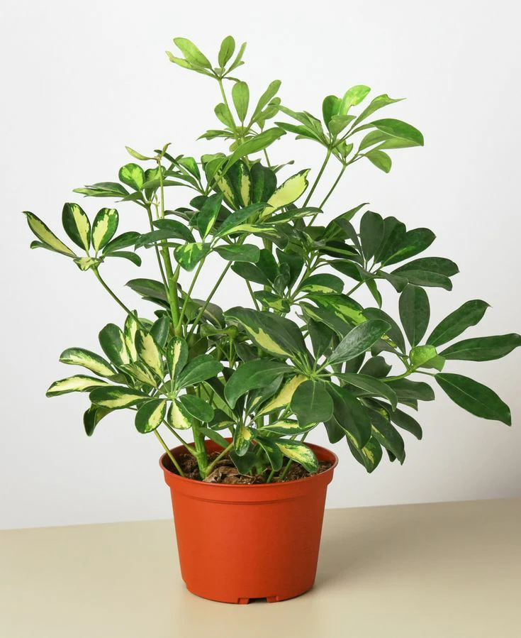 Umbrella Plant