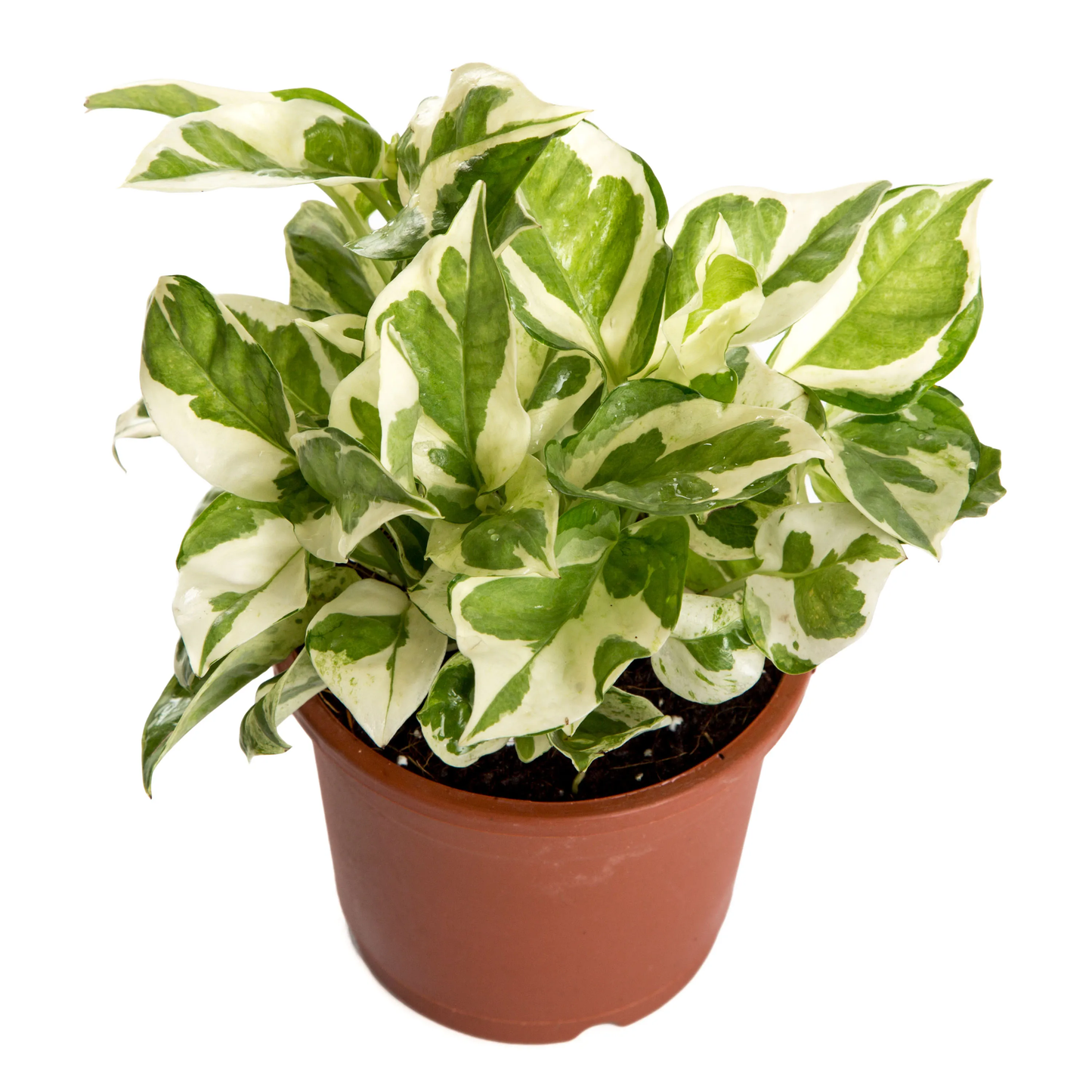 White Pothos