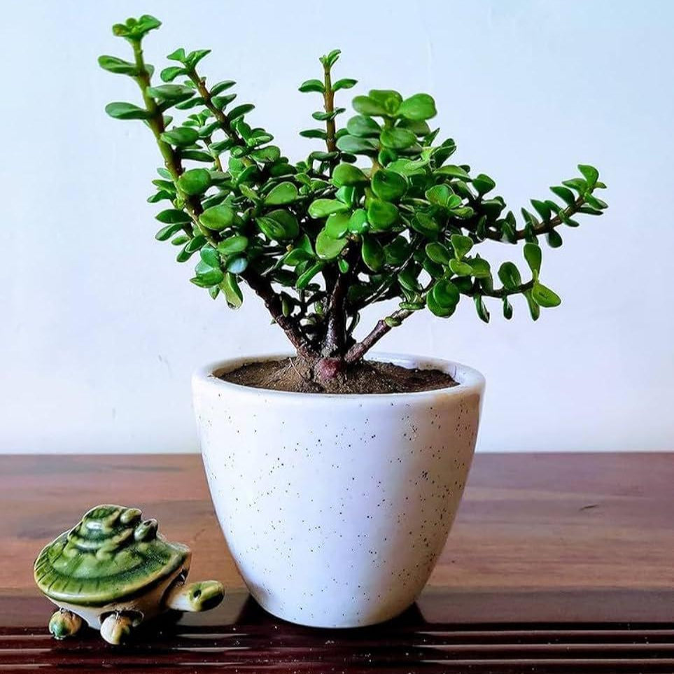 Z-Plant