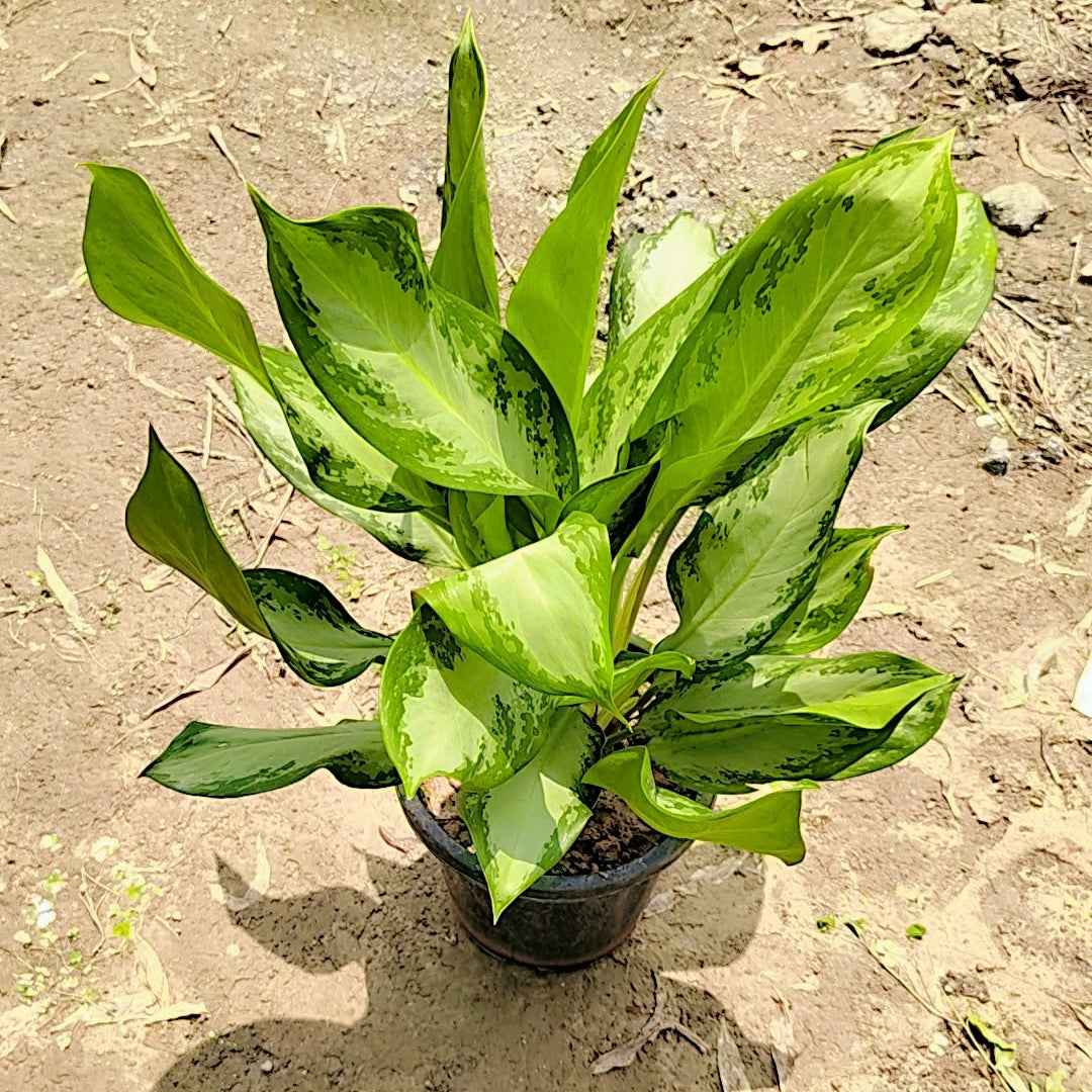 aglaonema silver moon Aglaonema silver moon in 8inch nursery pot – Prakriti Nursery