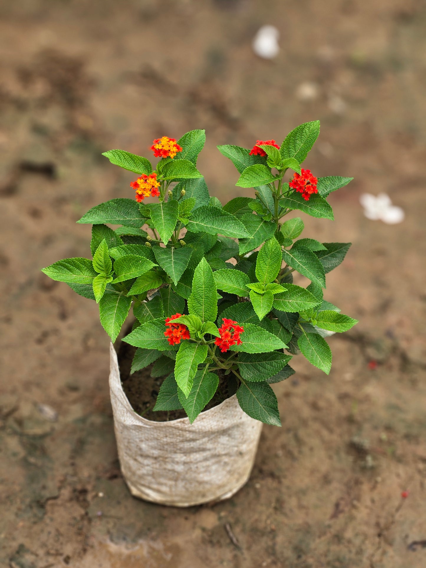 Lantana Camara Live Plant
