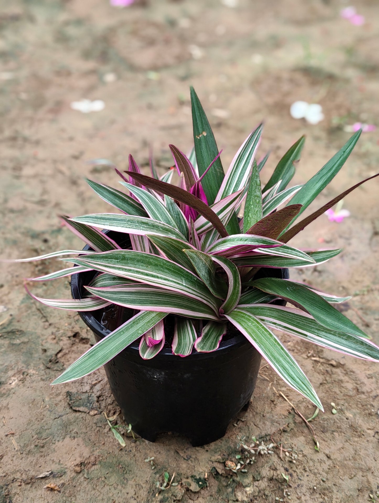 Tradescantia Spathacea ‘Tricolor’ – Moses-in-the-Cradle (Oyster Plant) in 5-Inch pot