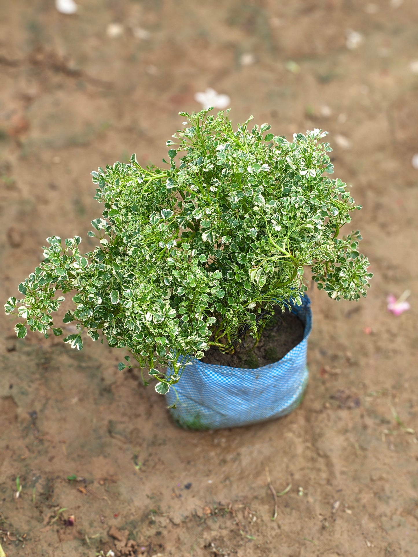 Variegated Aralia Plant (Lush Greenery)