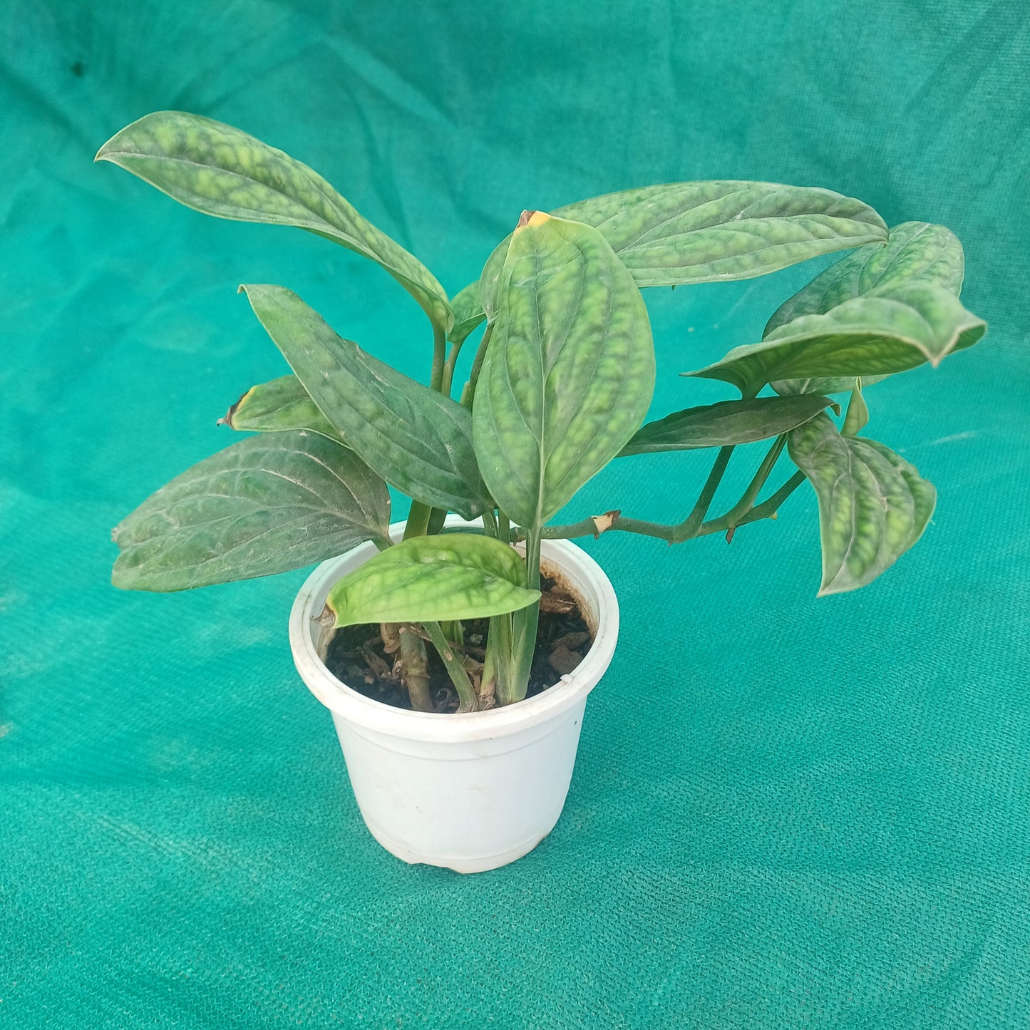 Monstera peru in 12cm pot