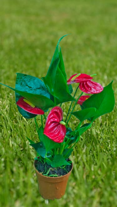 Anthurium Red in 2inch pot