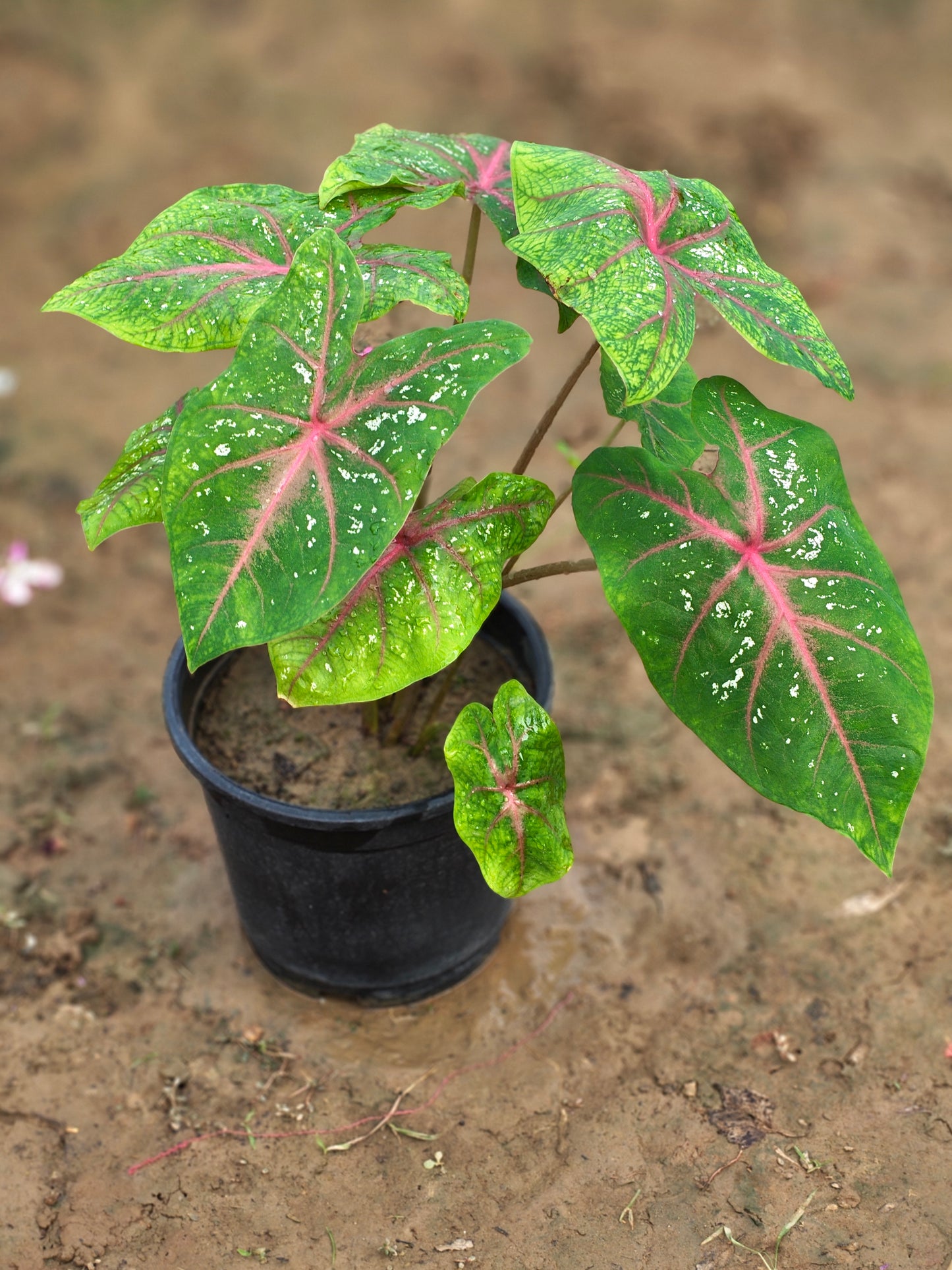 Vibrant Pink Caladium Bicolor Plant (Heart of Jesus)