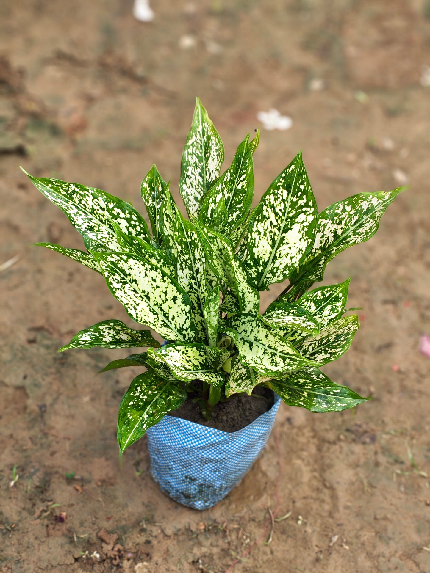 Aglaonema Snow White