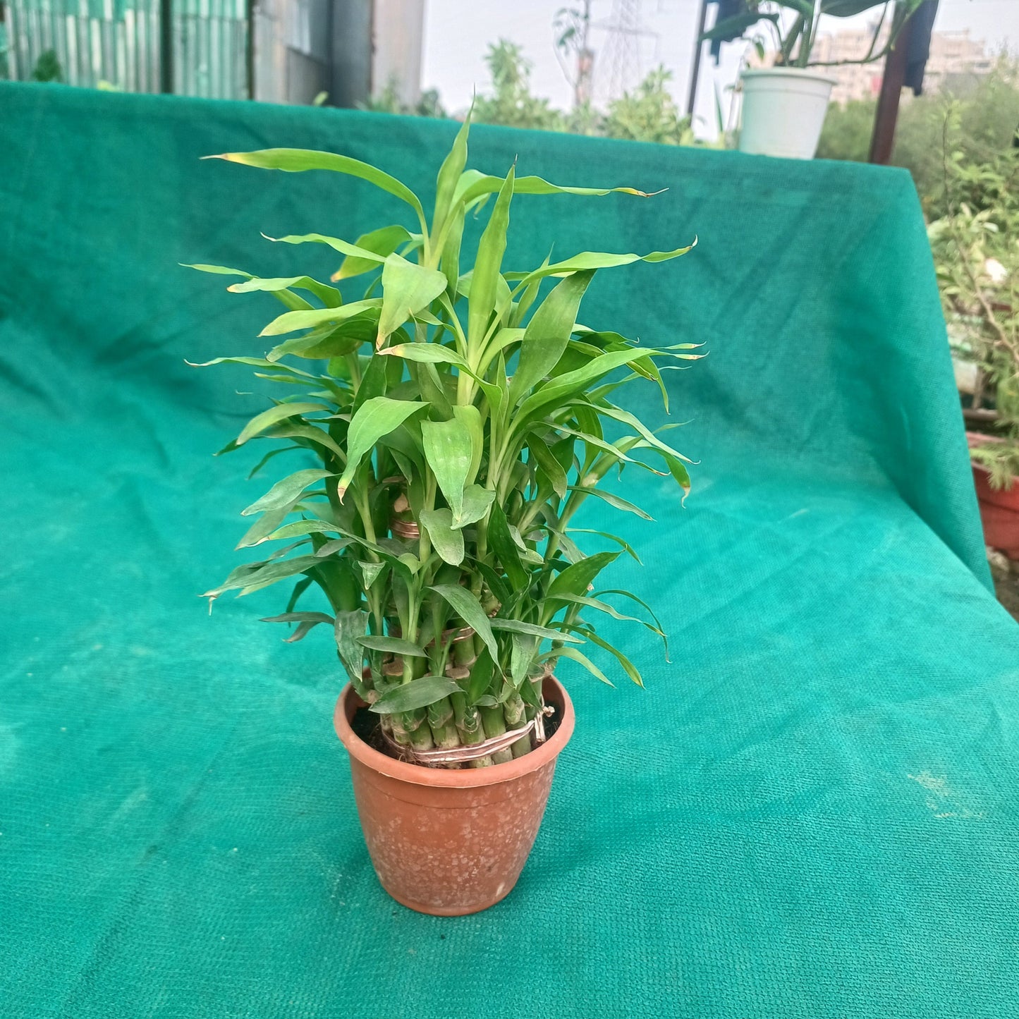 3 layer Lucky Bamboo in 12cm pot