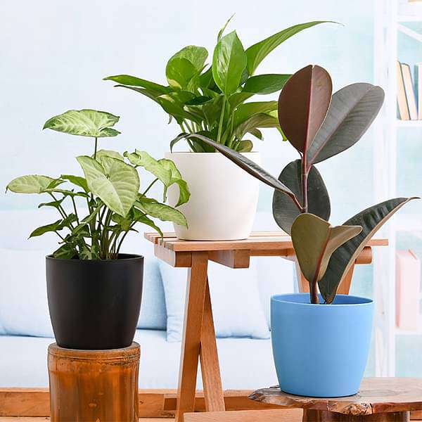 Indoor Plants