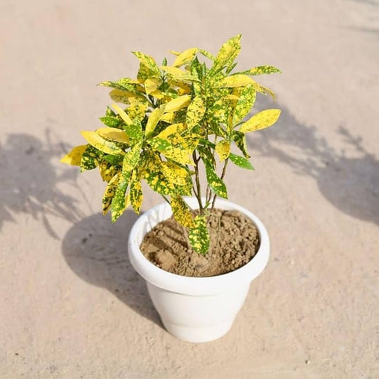 Baby Croton (Japanese Laurel)