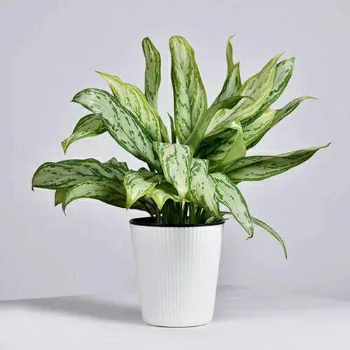 Aglaonema Silver