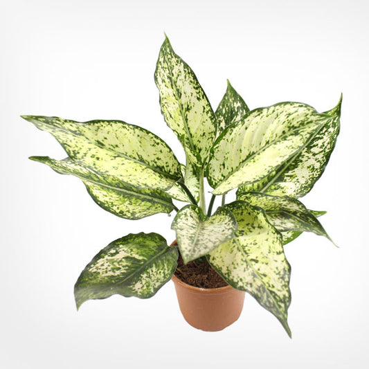Aglaonema Snow White