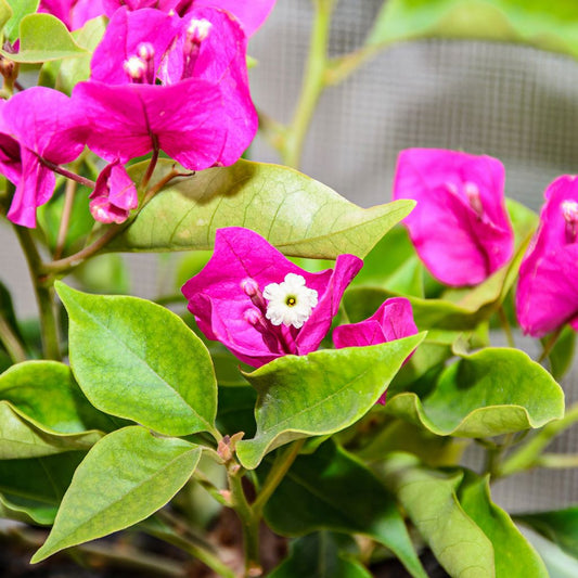 Thai bougainvillea