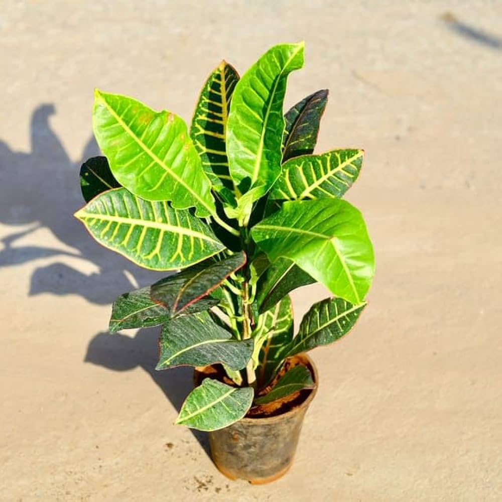 Croton Petra Plant 6 inch