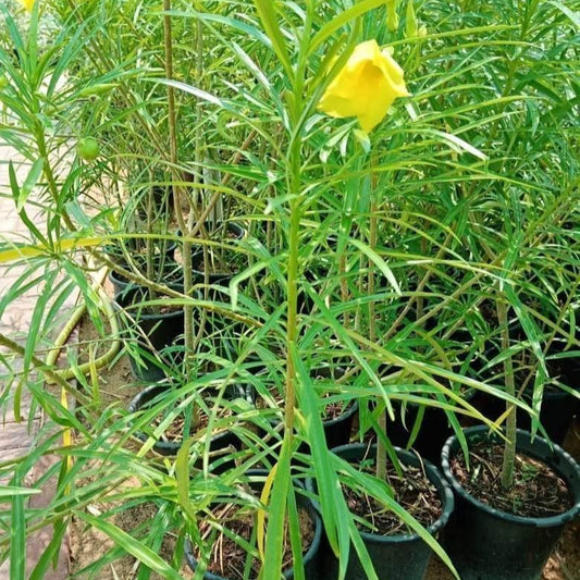 Desi Yellow Kanear ( 6 Inch Nursery Bag)