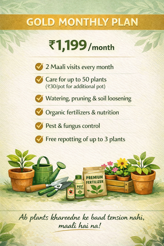 Gold Monthly Plan - Maali Services