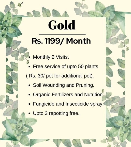 Gold Plan (Monthly) - Maali Subscription Service