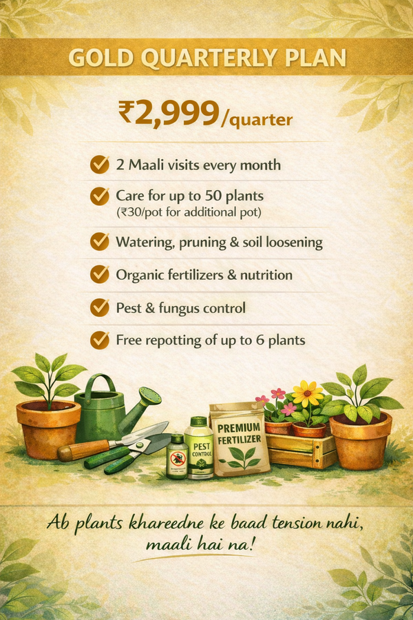 Gold Quarterly Plan - Maali Services