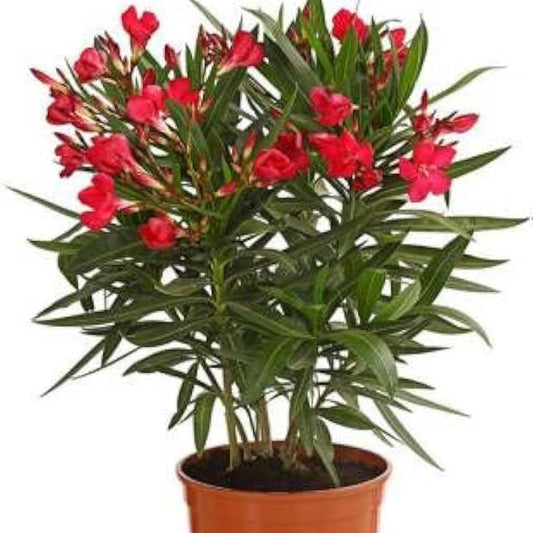 Hybrid Red Kaner (in 6 Inch Nursery Bag)