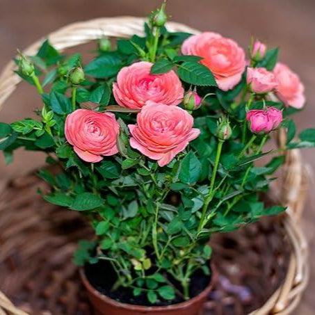 Hybrid Rose ( 6 Inch Nursery Bag)