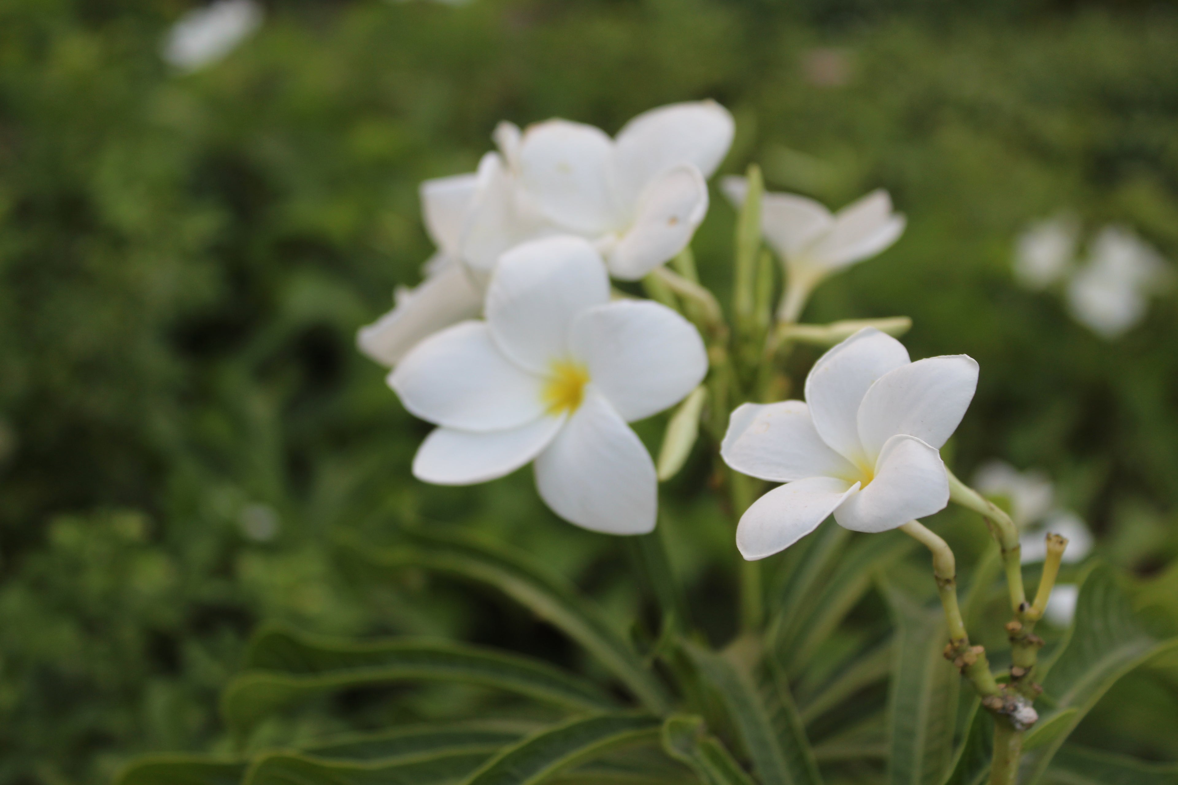 Prakriti Nursery, a local Indian plant nursery offering healthy plants and Maali care