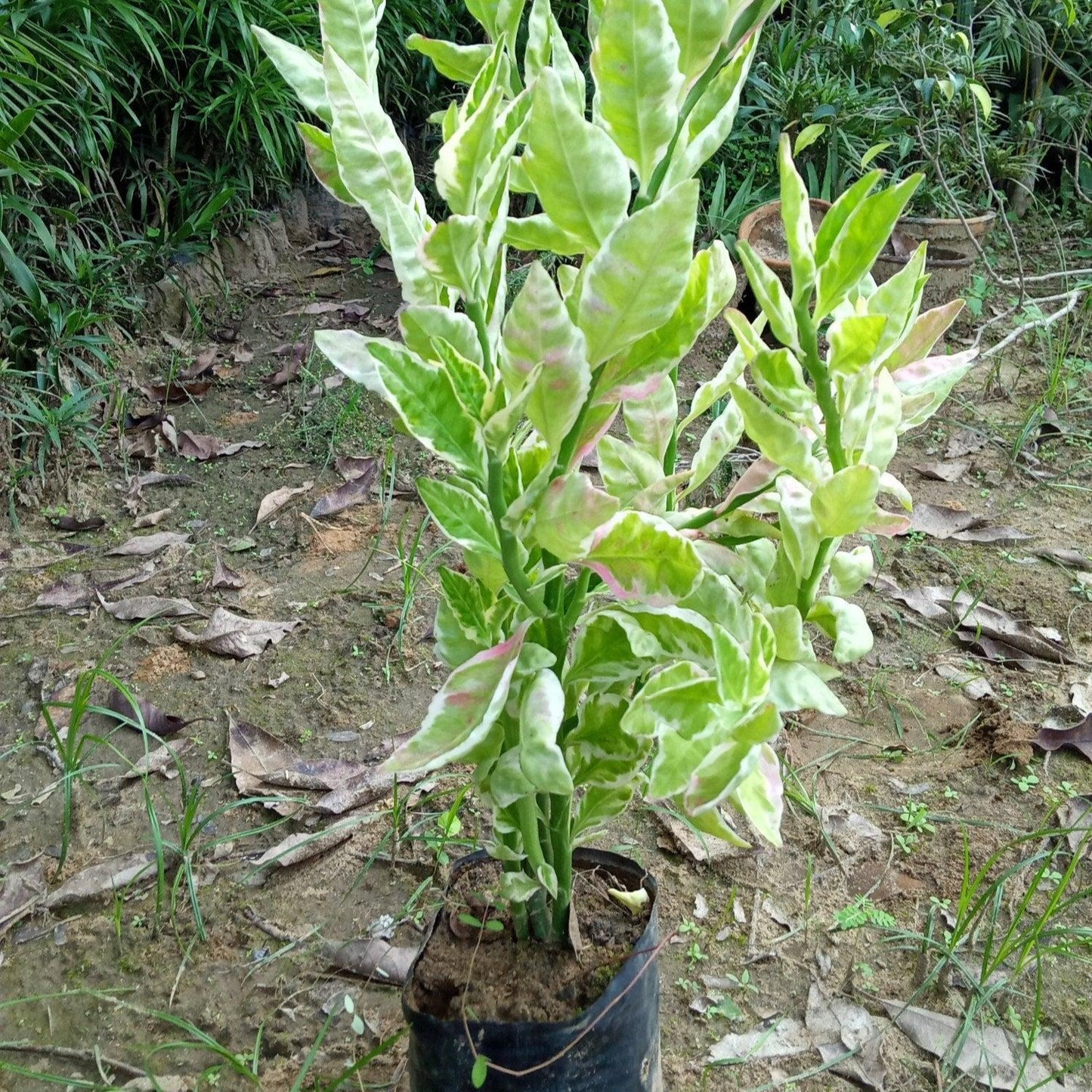 Kabutari (in 4 Inch Nursery Bag)
