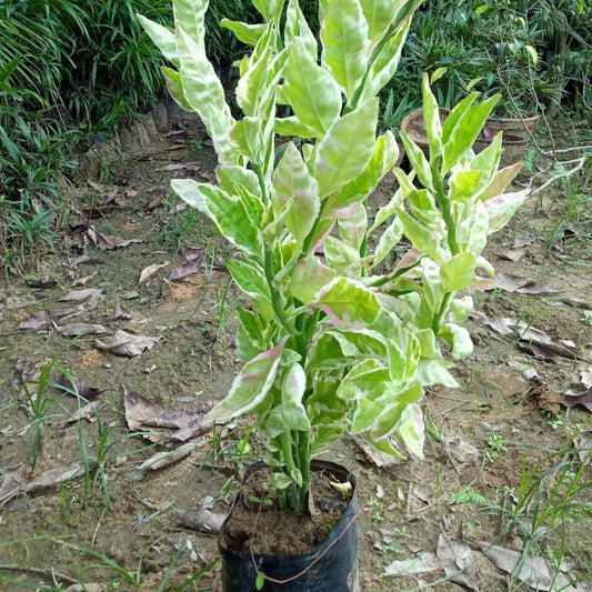 Kabutari (in 4 Inch Nursery Bag)