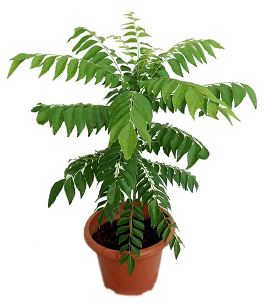 Kadi Patta Plant