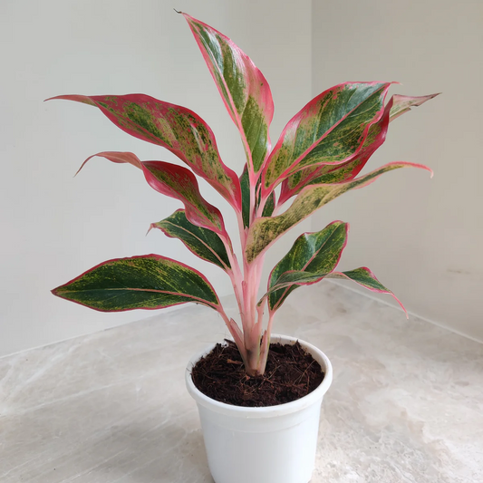 Lipstick Aglaonema