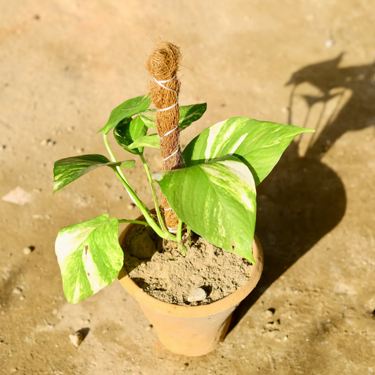 Money Plant (Pot+Moss stick)