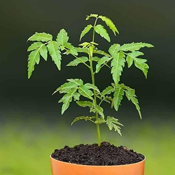 Neem Plant in 4ft height