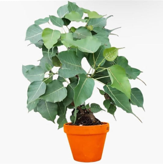 Peepal Plant