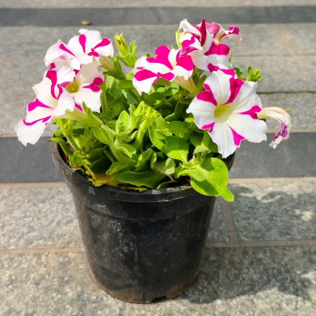 Petunia Plant