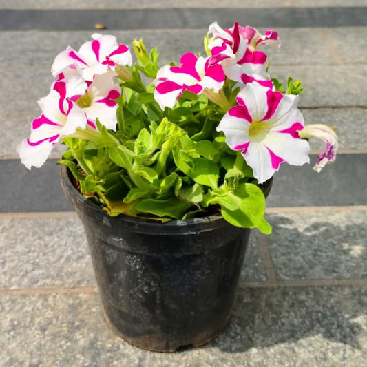 Petunia Plant