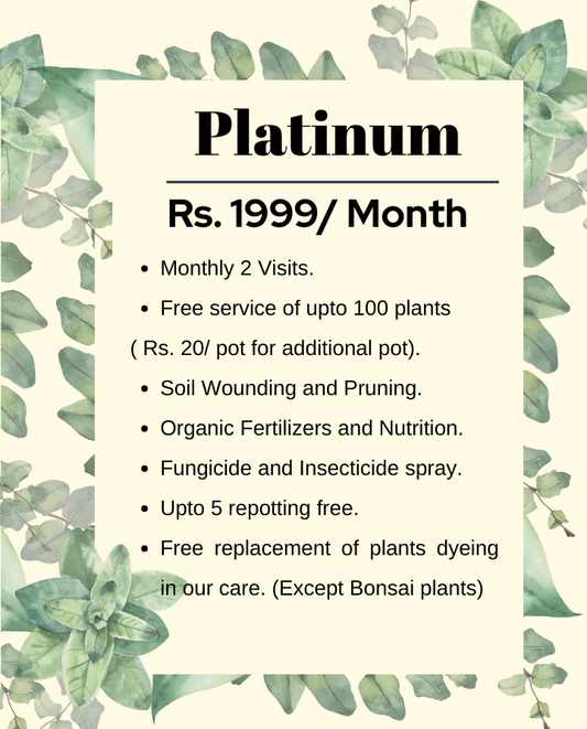 Platinum Plan (Monthly) - Maali Subscription Service