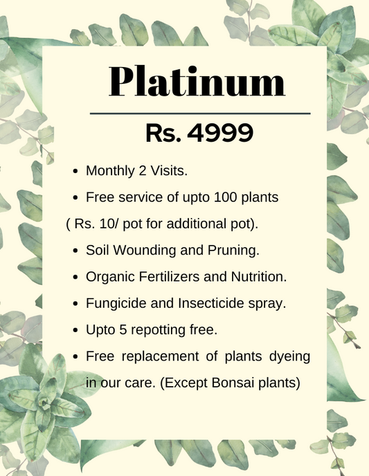 Platinum Plan (Quarterly) - Maali Subscription Service