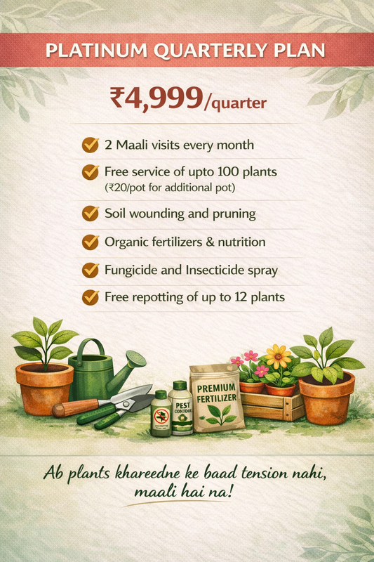 Platinum Quarterly Plan - Maali Services