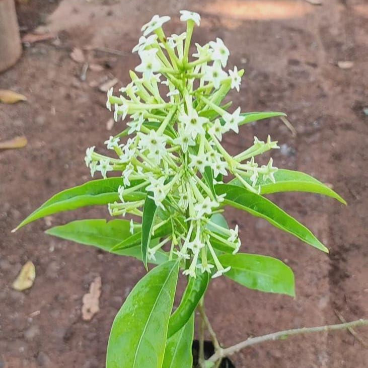 Raat Ki rani/ Night Blooming Jasmine (in 6 Inch Nursery Bag)