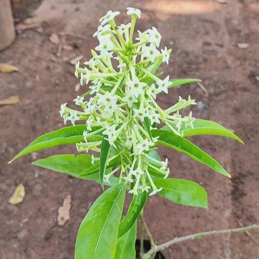 Raat Ki rani/ Night Blooming Jasmine (in 6 Inch Nursery Bag)
