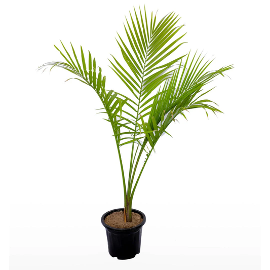 Rexona Palm Plant